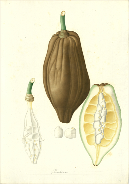 Ilustración botánica de Annona muricata