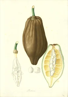 Ilustración botánica de Annona muricata