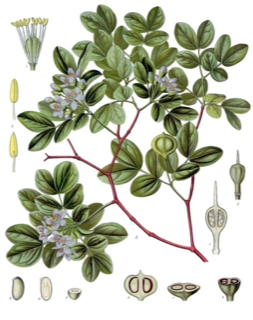 Ilustración botánica de Guayacán