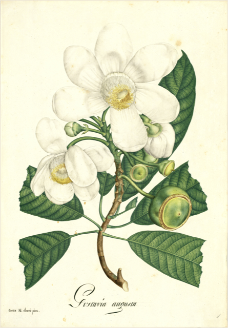Ilustración botánica de Gustavia speciosa