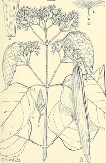 Ilustración botánica de Gymnema sylvestre
