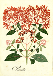 Ilustración de Candelilla