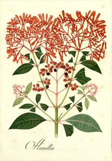 Ilustración botánica de Candelilla