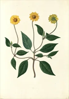 Ilustración botánica de Girasol