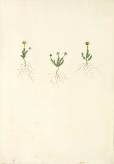 Ilustración botánica de Hercampuri