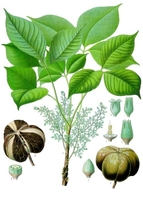 Ilustración botánica de Hevea brasiliensis