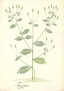 Ilustración botánica de Huacatay