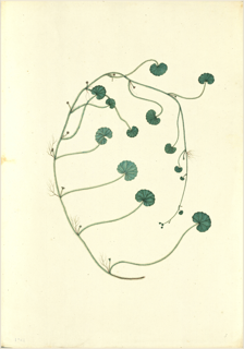 Ilustración botánica de Hydrocotyle ranunculoides