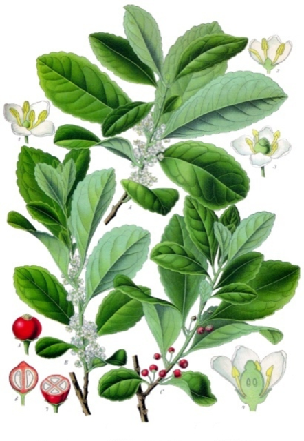 Ilustración botánica de Ilex paraguariensis