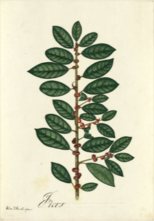 Apalache