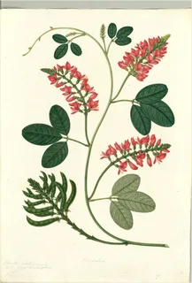 Ilustración botánica de Añil