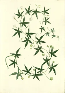 Ilustración de Jalapa