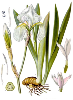 Iris