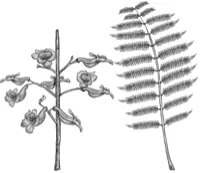 Jacarandá
