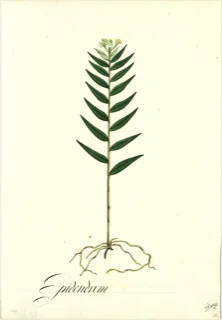 Ilustración botánica de Jengibre