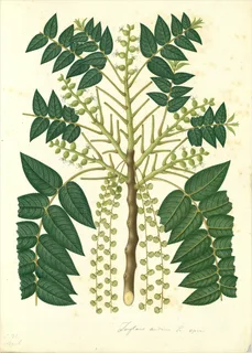 Ilustración botánica de Nogal