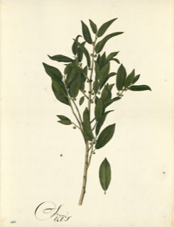 Ilustración botánica de Laurus sassafras