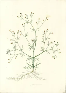 Ilustración botánica de Mastuerzo