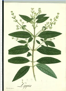 Ilustración botánica de Pronto alivio