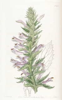 Ilustración botánica de Lobelia decurrens
