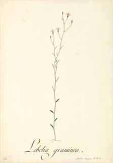 Lobelia