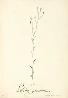 Ilustración botánica de Lobelia