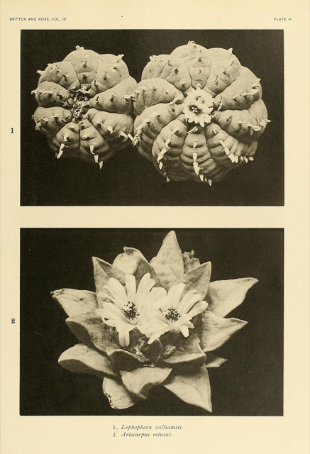 Ilustración botánica de Lophophora williamsii