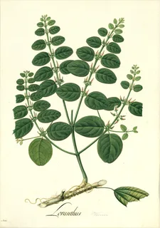 Ilustración botánica de Loranthus americanus