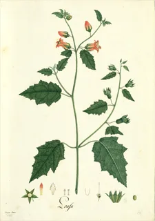 Ilustración botánica de Esponja vegetal