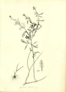 Ilustración botánica de Maca