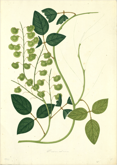 Ilustración botánica de Desmodium adscendens