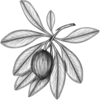 Chicozapote