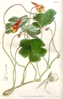 Ilustración de Mashua