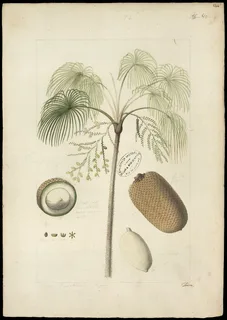 Ilustración botánica de Aguaje