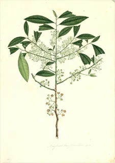 Ilustración botánica de Maitén