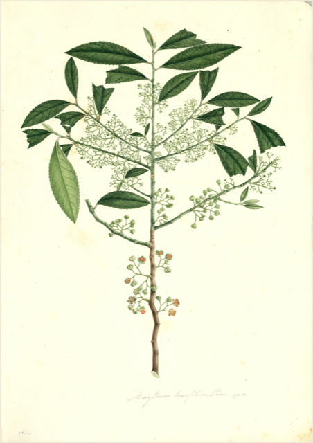 Ilustración botánica de Maytenus krukovii