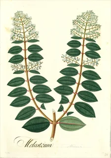 Ilustración botánica de Melastoma theaezans