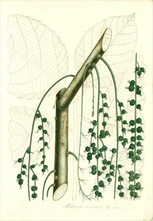 Ilustración botánica de Miconia theaezans