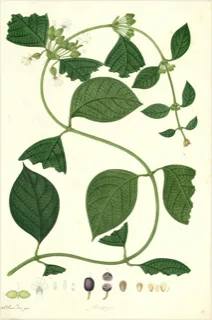 Ilustración botánica de Guaco liso