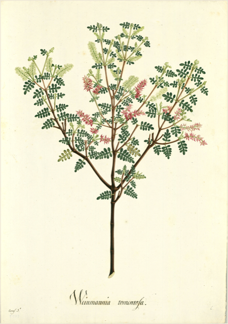 Ilustración botánica de Mimosa albida