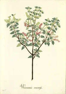 Ilustración botánica de Mimosa albida