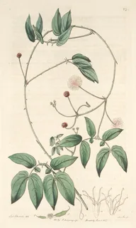 Ilustración botánica de Mimosa sensitiva