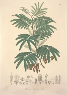 Ilustración botánica de Tepescohuite