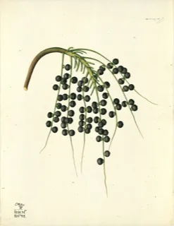 Ilustración botánica de Molle