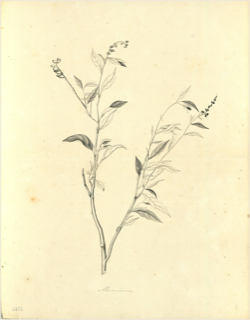 Ilustración botánica de Monnina obtusifolia