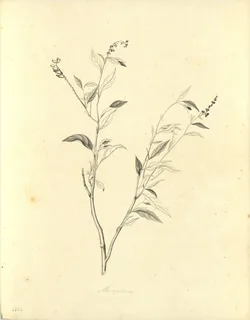 Ilustración de Monnina salicifolia