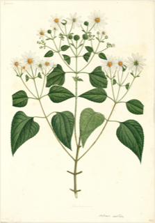 Ilustración botánica de Cihuapatli