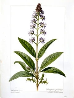 Ilustración botánica de Muña