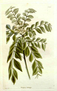 Limonaria