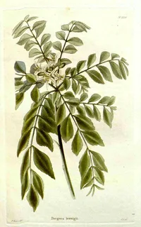 Ilustración botánica de Limonaria